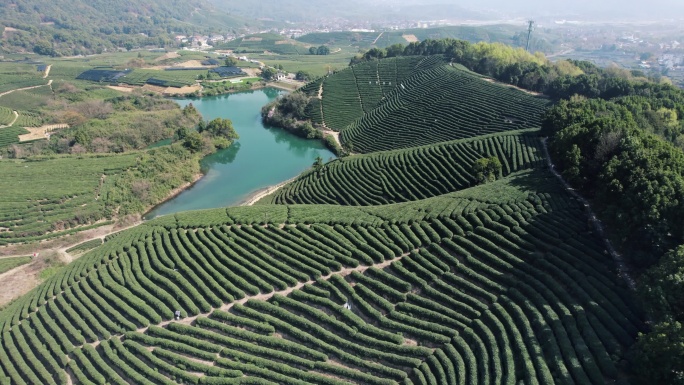 龙坞茶园 光明寺水库 茶山