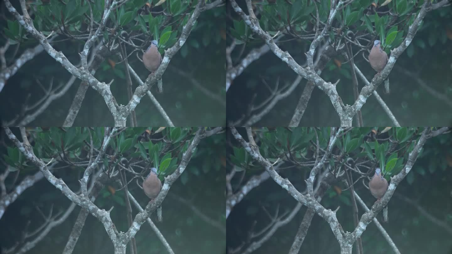 红树林珠颈斑鸠