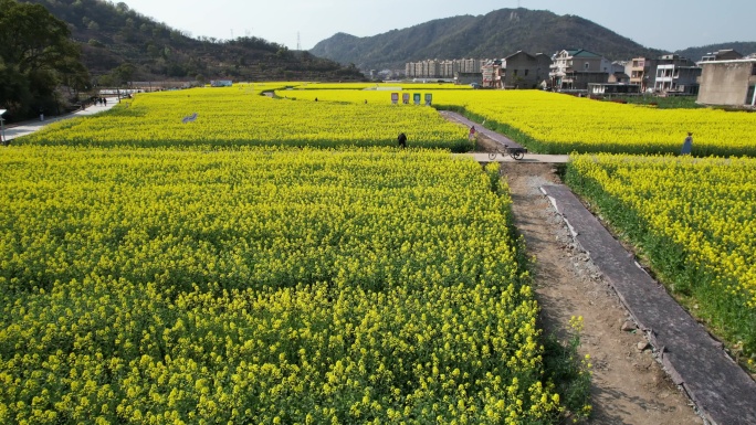 温岭石桥头油菜花视频素材DJI_0482