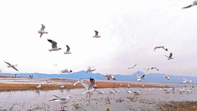 丽江拉市海海鸥