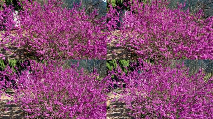 浙江天台赤城山春天的紫荆花