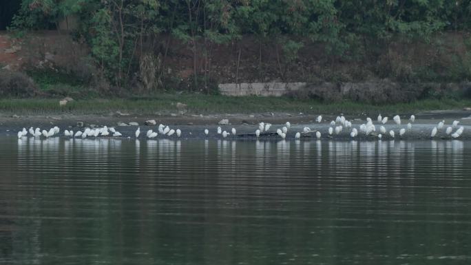 厦门海沧马銮湾公园白鹭群鸟群栖息地捕鱼