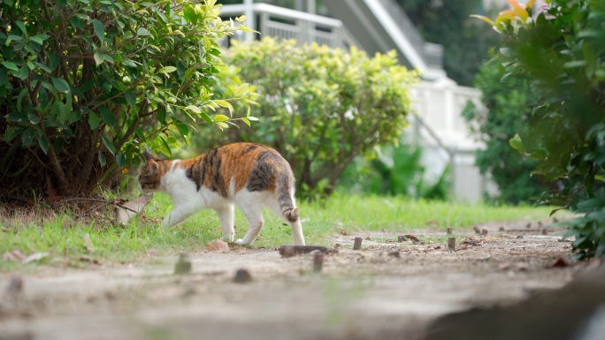 流浪猫找吃食