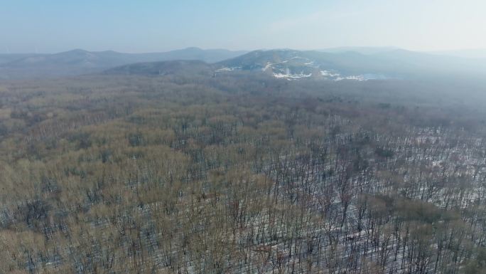 冬天雪景白桦林航拍4k