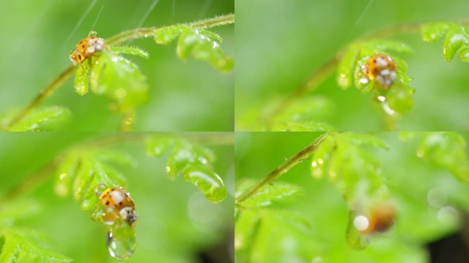瓢虫 雨过天晴 阳光 蕨叶 14