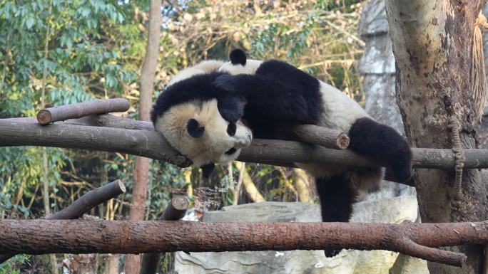 成都熊猫基地幼年熊猫嬉戏画面