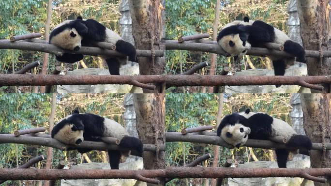 成都熊猫基地幼年熊猫嬉戏画面