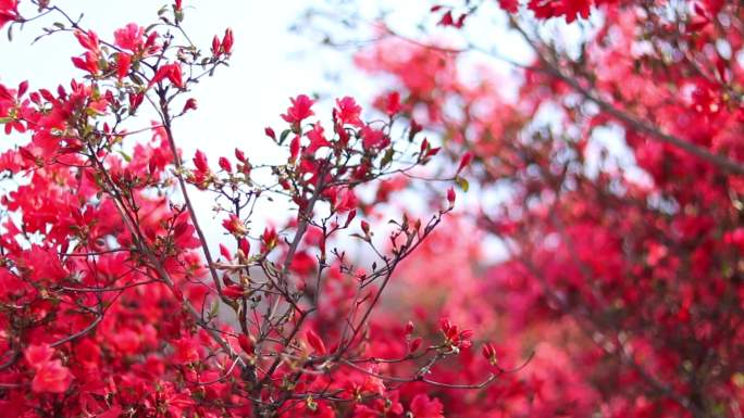 映山红杜鹃花春天花卉红歌鲜花