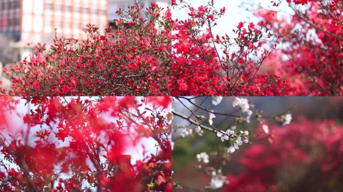 映山红杜鹃花春天花卉红歌鲜花