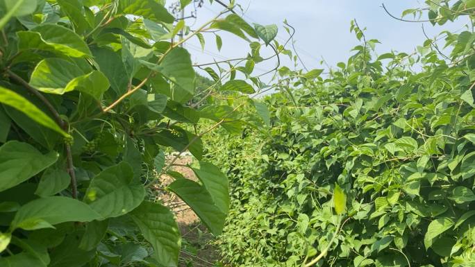 原创五味子中药种植基地