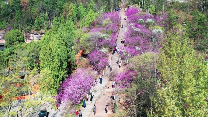 浙江天台赤城山春天的紫荆花