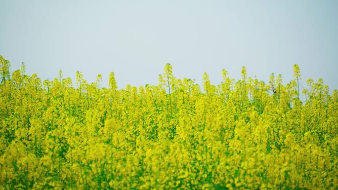 春天油菜花随风飘扬空镜