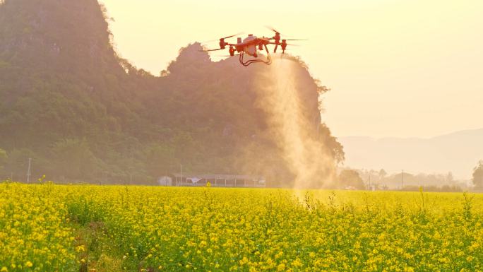 无人机喷洒农药现代农业科技油菜花