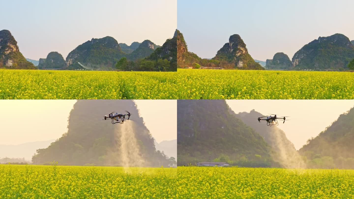 无人机喷洒农药现代农业科技油菜花
