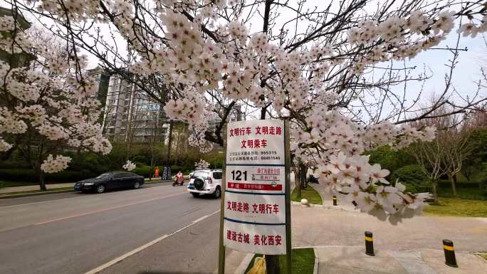 城市樱花街道行驶的汽车升格拍摄