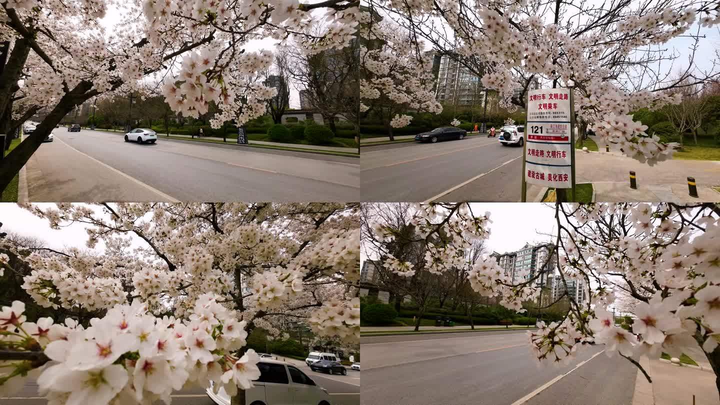 城市樱花街道行驶的汽车升格拍摄