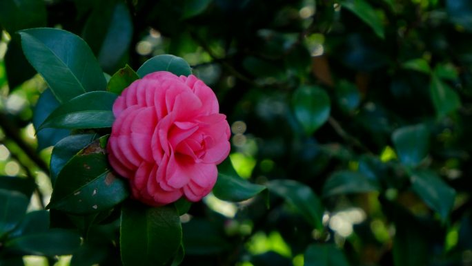 春天花园 茶花 春暖花开 山茶花