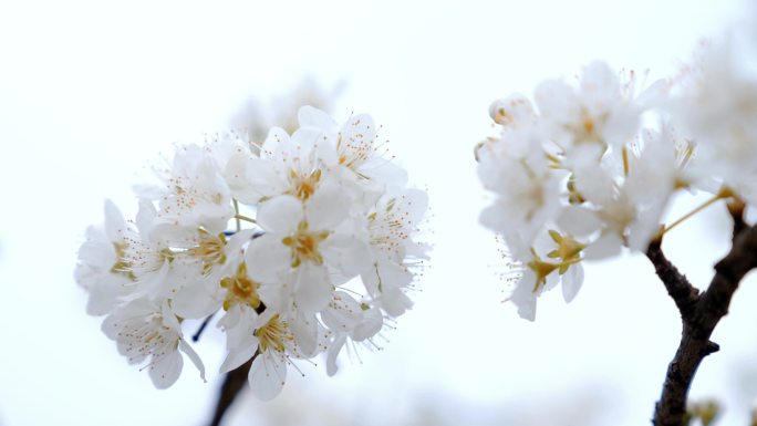 【4K】唯美李花盛开雪白李花