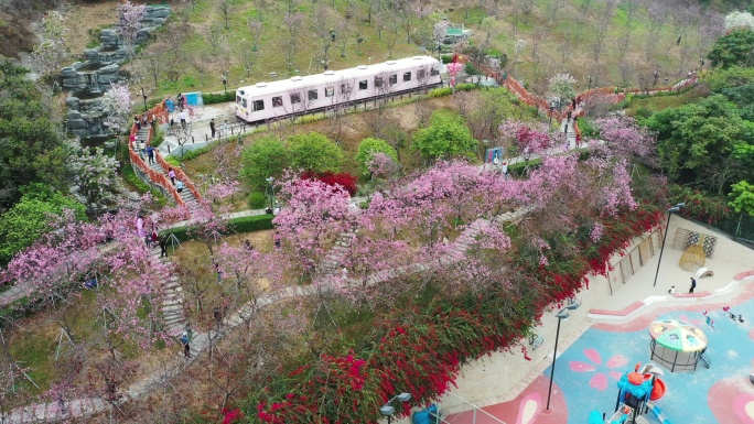 深圳樱花园
