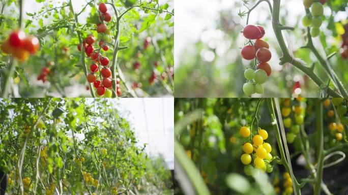 番茄西红柿圣女果种植4K素材