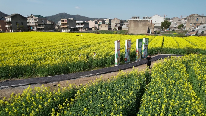 温岭石桥头油菜花视频素材DJI_0488