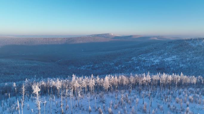 航拍大兴安岭黎明林海雪原