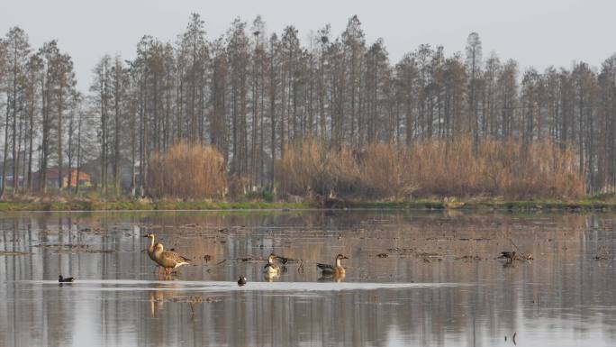 水田上的大雁和黑水鸡