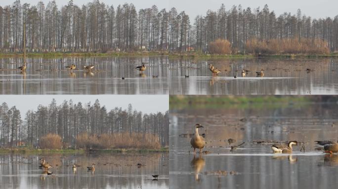 水田上的大雁和黑水鸡