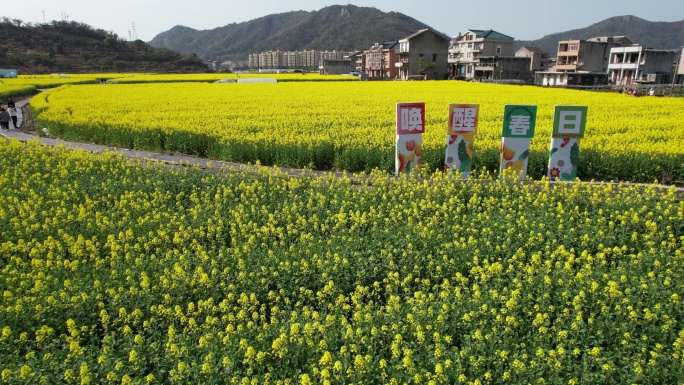 温岭石桥头油菜花视频素材DJI_0483