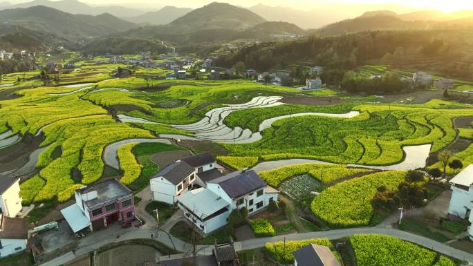 凤堰梯田油菜花