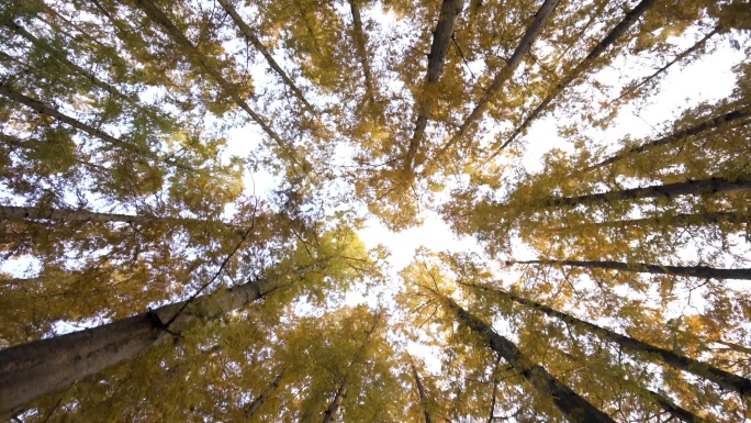 西湖水杉 树林