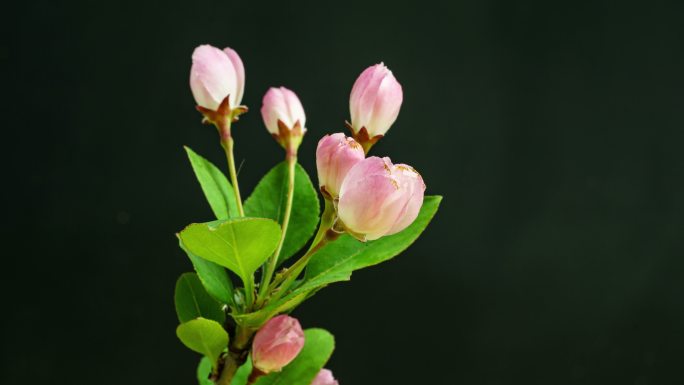 春天万物生长开花