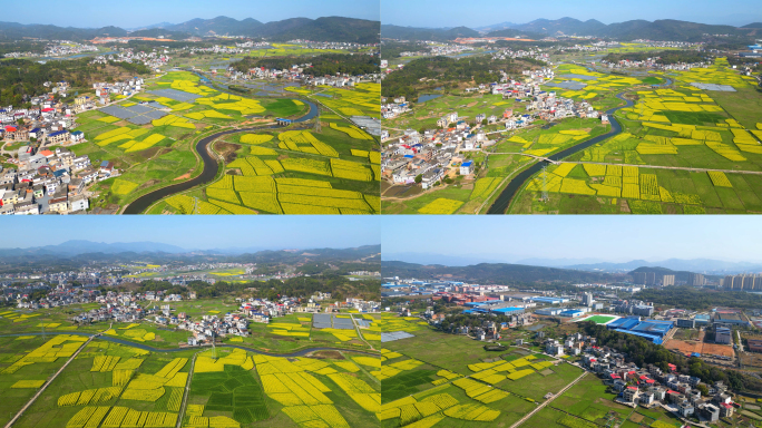 林塘油菜花田江西民居