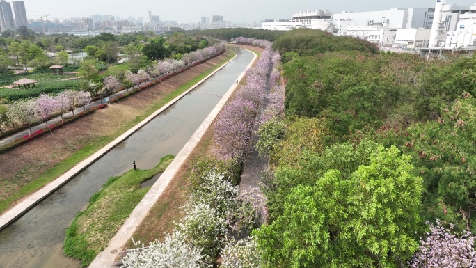 【正版4K素材】鹅颈水湿地紫荆花