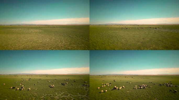 航拍沙漠上的草原羊群骆驼