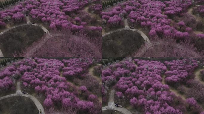 沣东梅园梅花开游客赏花11