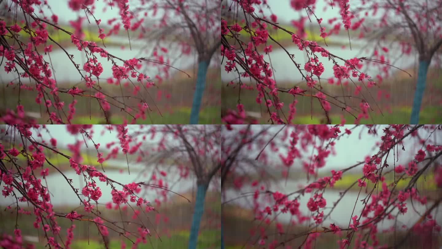 雨 挑花 春雨 唯美 古风 桃枝