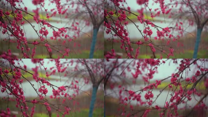 雨 挑花 春雨 唯美 古风 桃枝