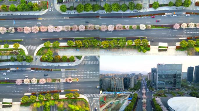 杭州未来科技城樱花路