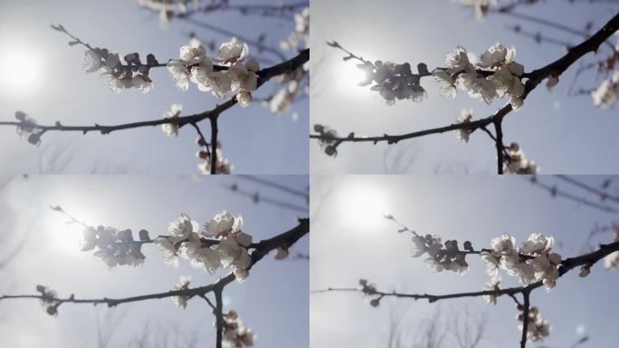 春天花开开花美好生活逆光太阳空景转场