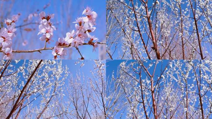 实拍三月桃花树林花枝摇曳3