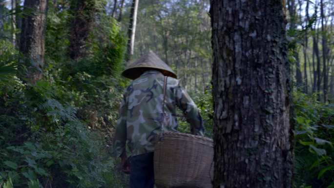 枣子 美食 酸枣 工人 村名拾捡 大自然