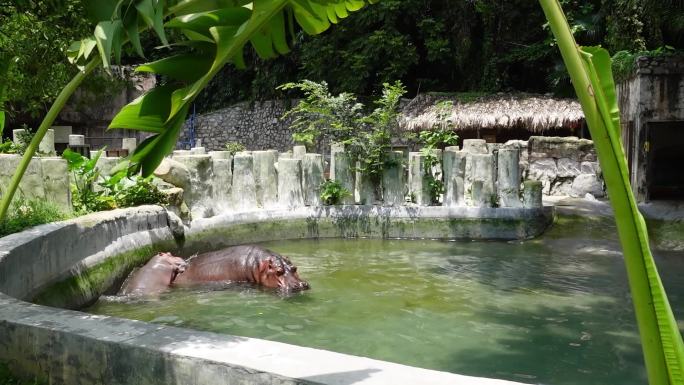 广州动物园里两只河马泡水水中嬉戏