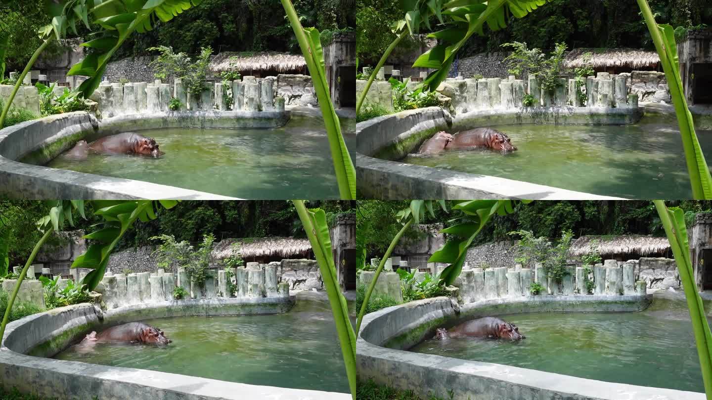 广州动物园里两只河马泡水水中嬉戏