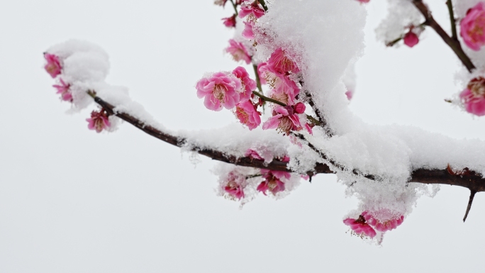 雪落粉色樱花