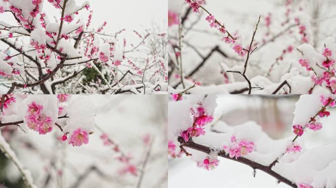 雪落粉色樱花