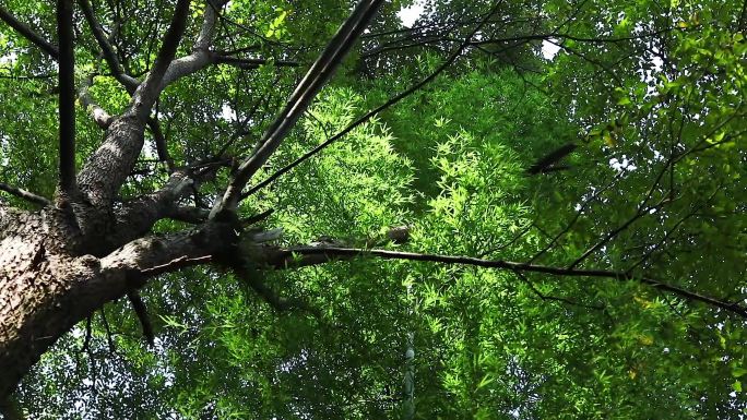 野酸枣枣子森林果树纯天然健康美食采摘