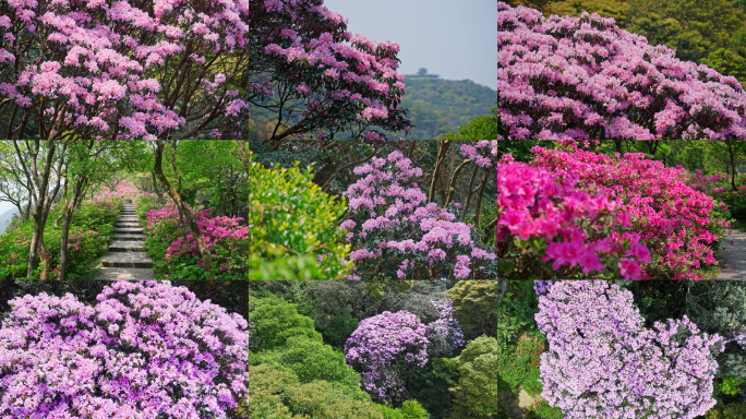 4K合集-春天高山杜鹃盛开 多色花海