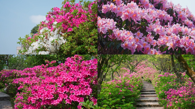 4K合集-春天高山杜鹃盛开 多色花海