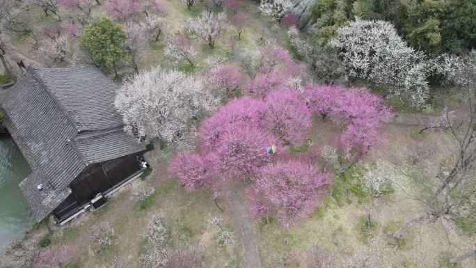 西溪梅墅 西溪湿地 杭州 4k航拍 大疆